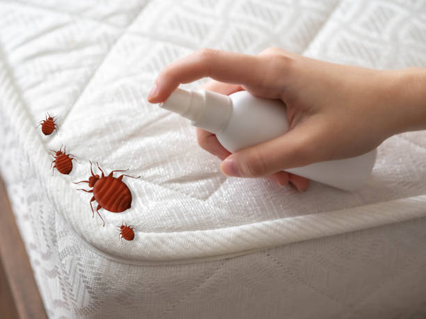 Wasp Removal Services in Bonne Terre, MO