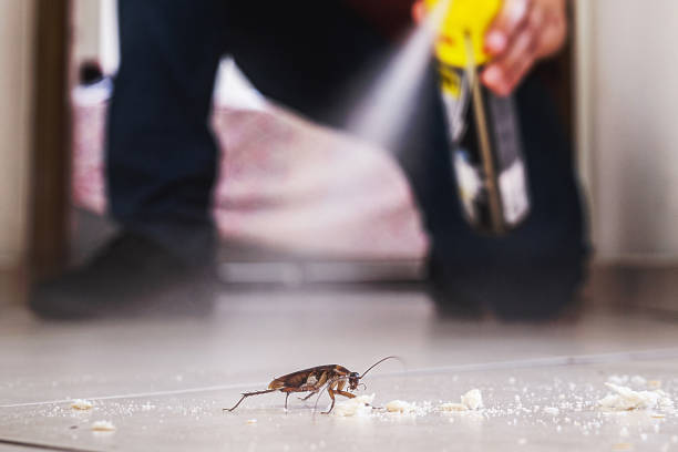 Wasp Removal Services in Bonne Terre, MO